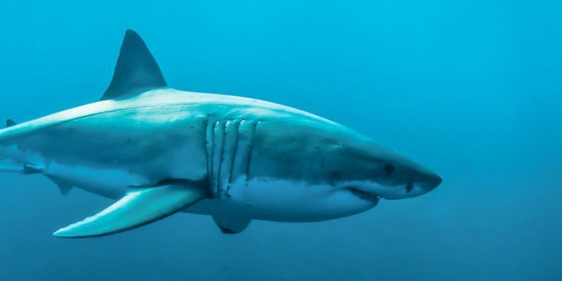 Image result for sharks