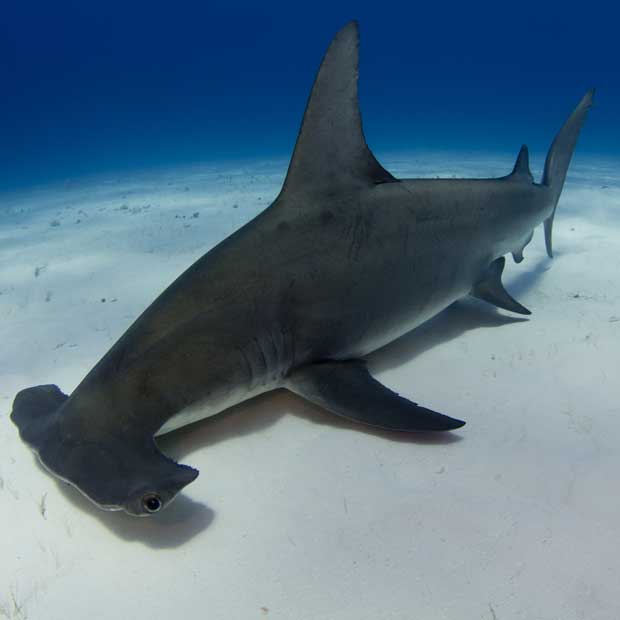 Diving with Hammerheads | Dive Worldwide