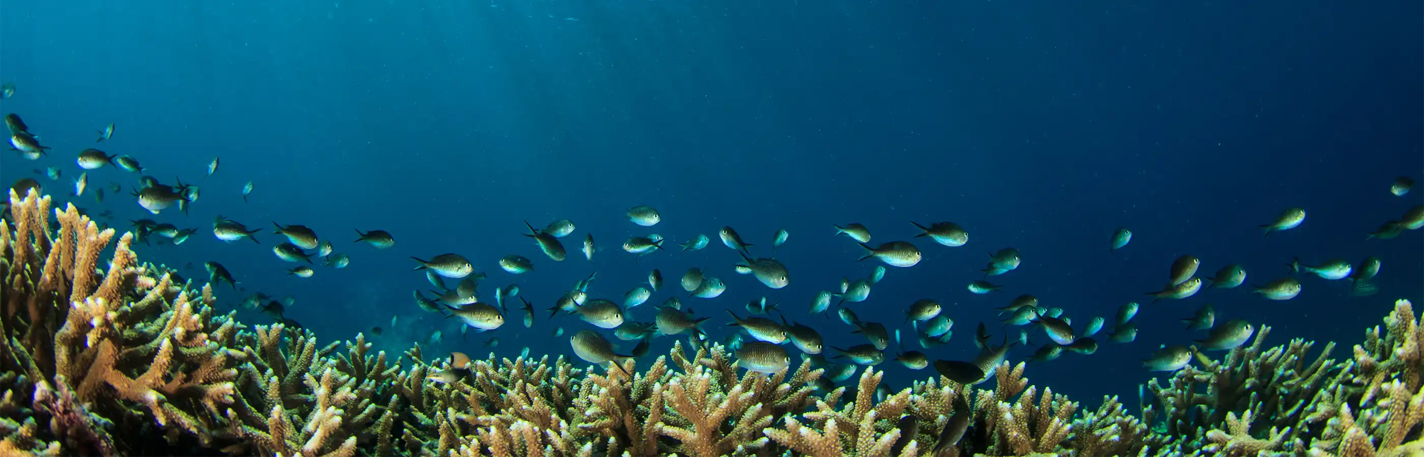 Panoramic coral reef scene