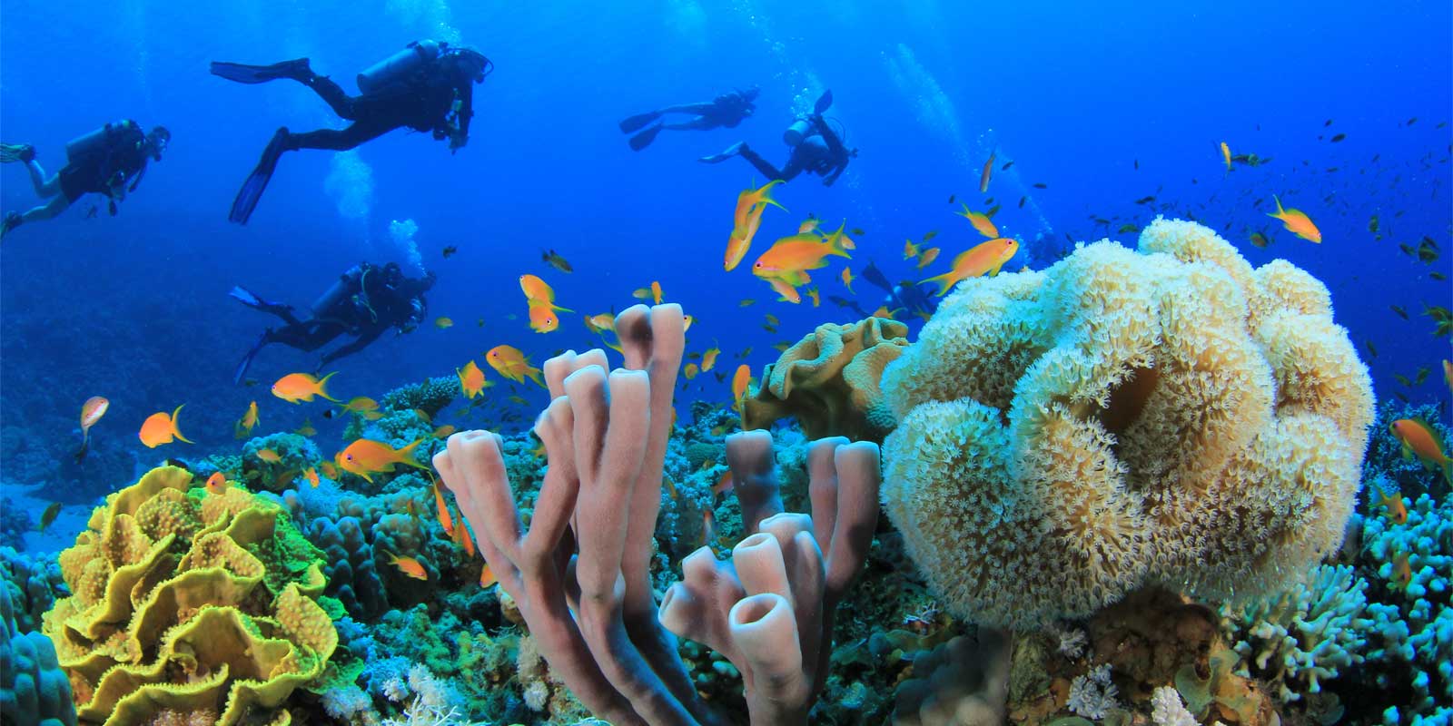 Coral reef and divers in Marsa Alam, Egypt