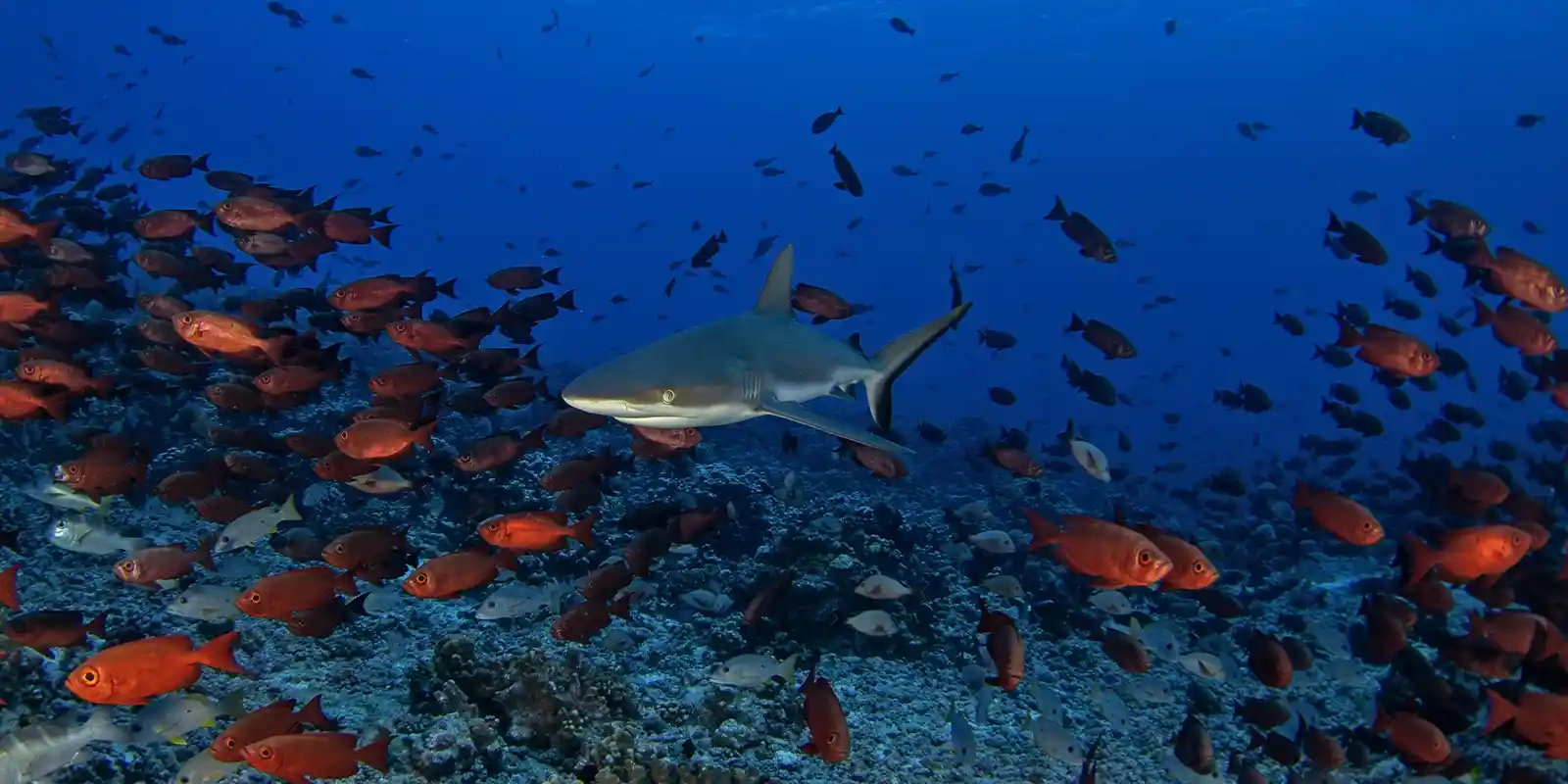 Grey reef shark amongst a shoal of fish, in French Polynesia.
