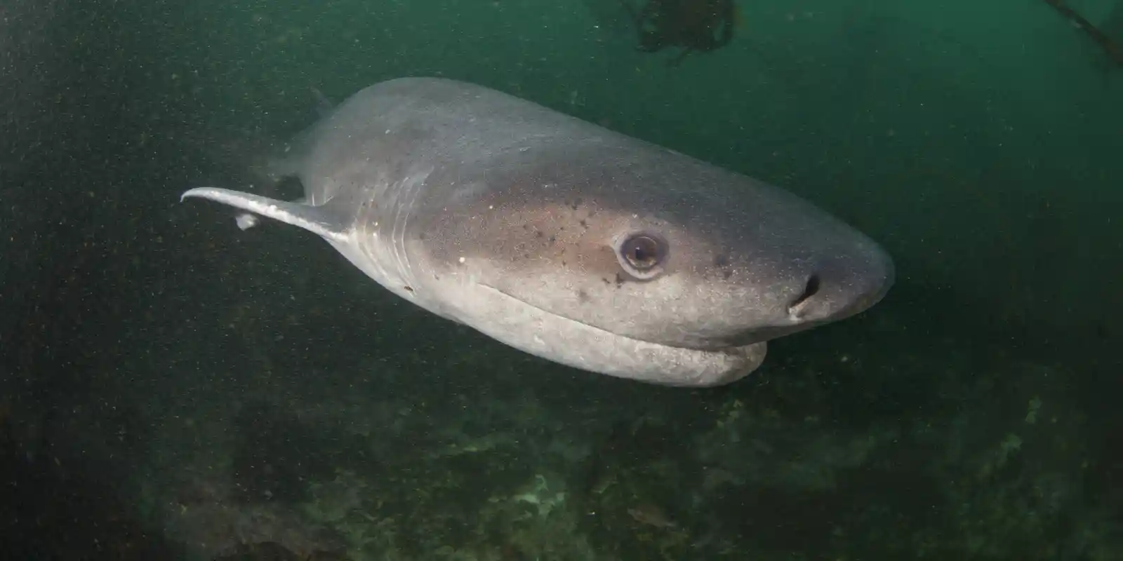 Cow shark in the waters of Cape Town, South Africa.
