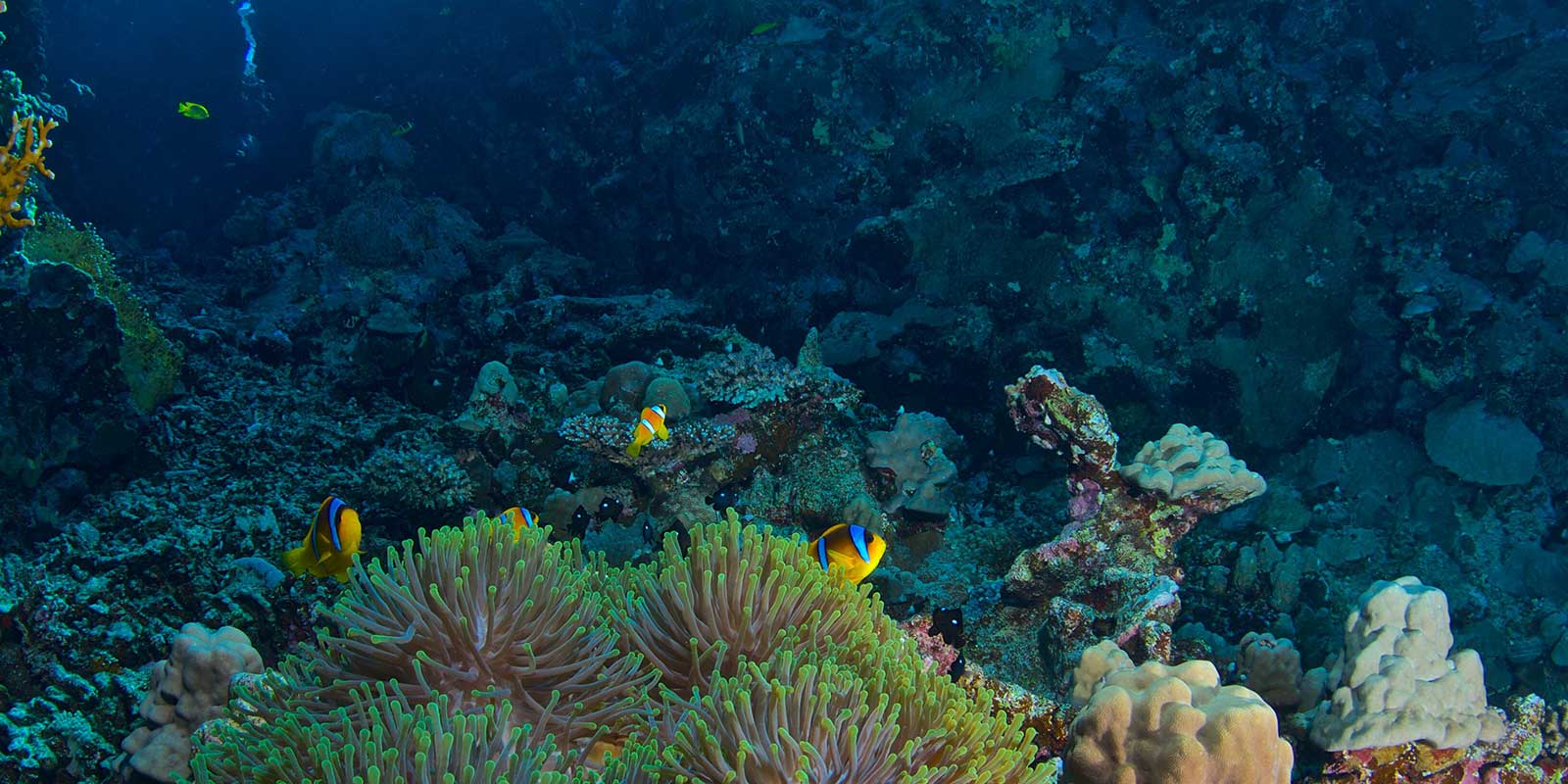 Clownfish in anemone. Hamata, Egypt