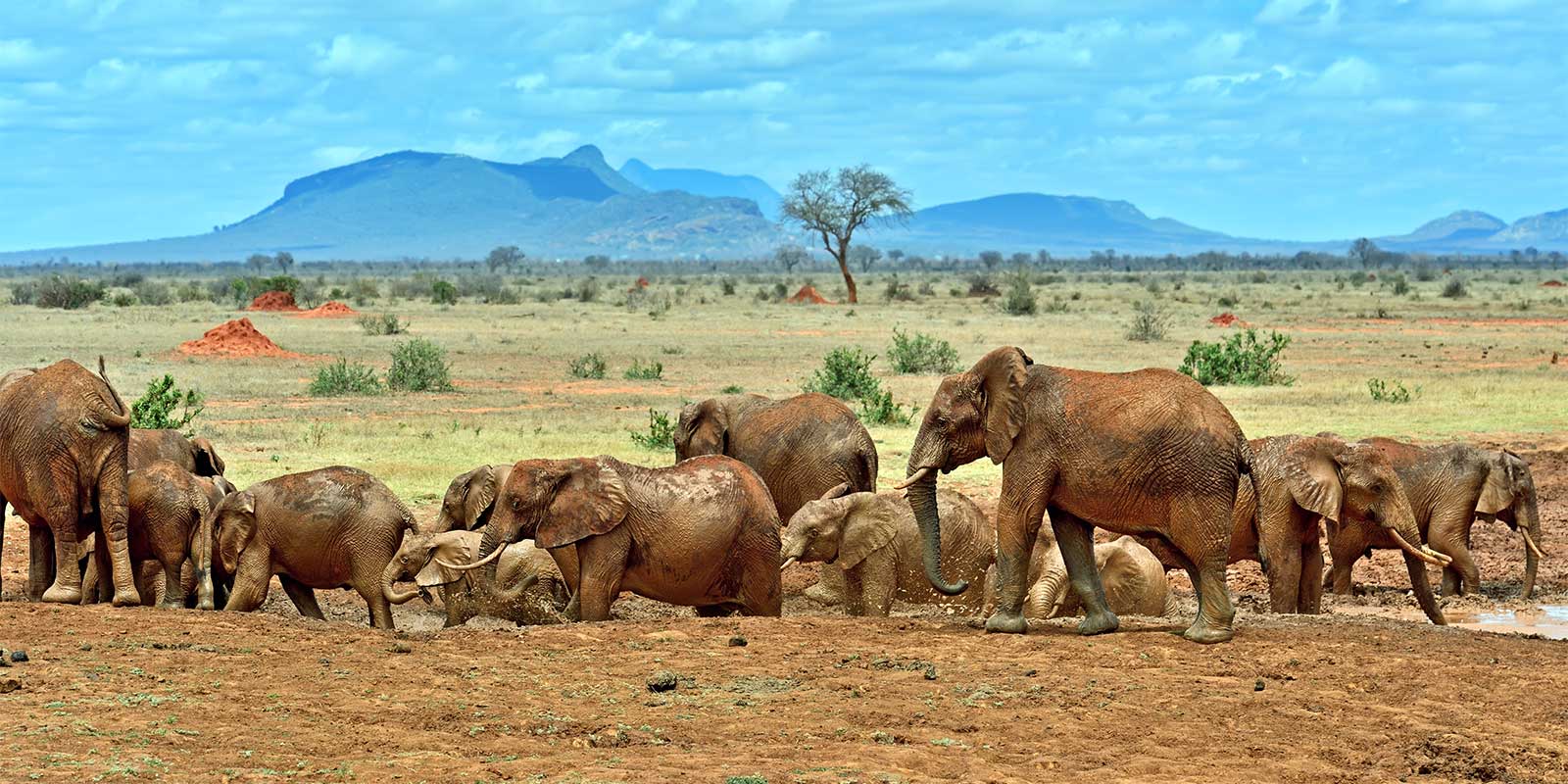 African elephant herd in Tsavo National Park, Kenya
