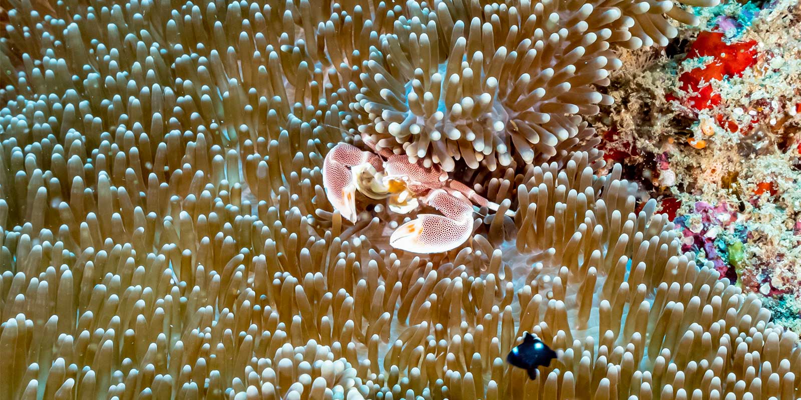 Porcelain crab in Watamu National Marine Park, Kenya