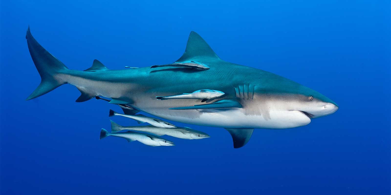 Bull shark in Mozambique