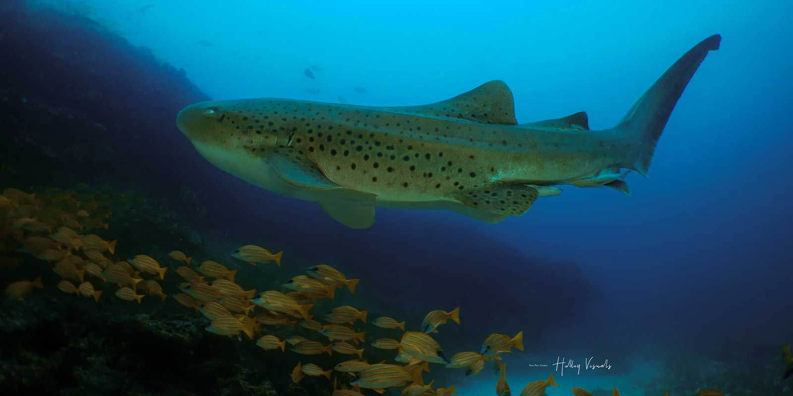 Leopard shark in Morrungulo