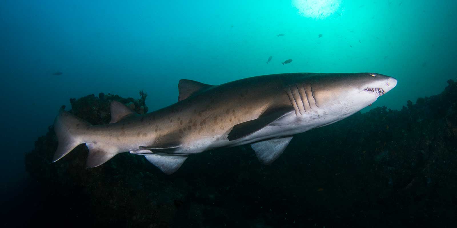 Ragged tooth shark in Aliwal Shoal, South Africa.