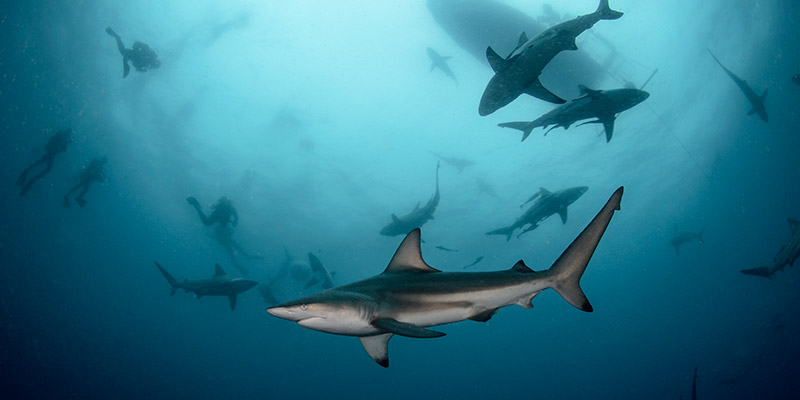 Oceanic black-tip sharks in Aliwal Shoal, South Africa. 