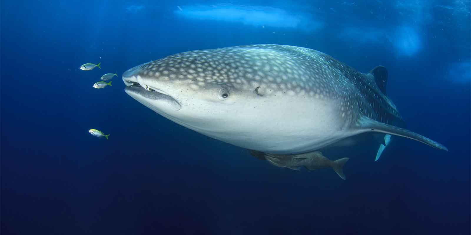 Whale shark in St Helena