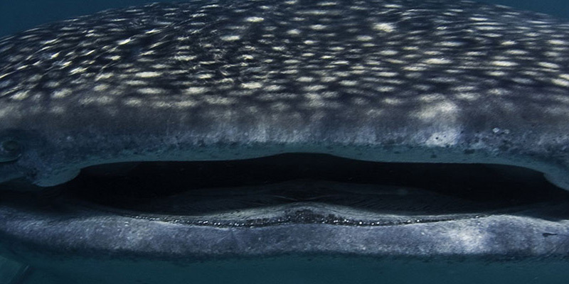 Whale shark in Mafia Island, Tanzania