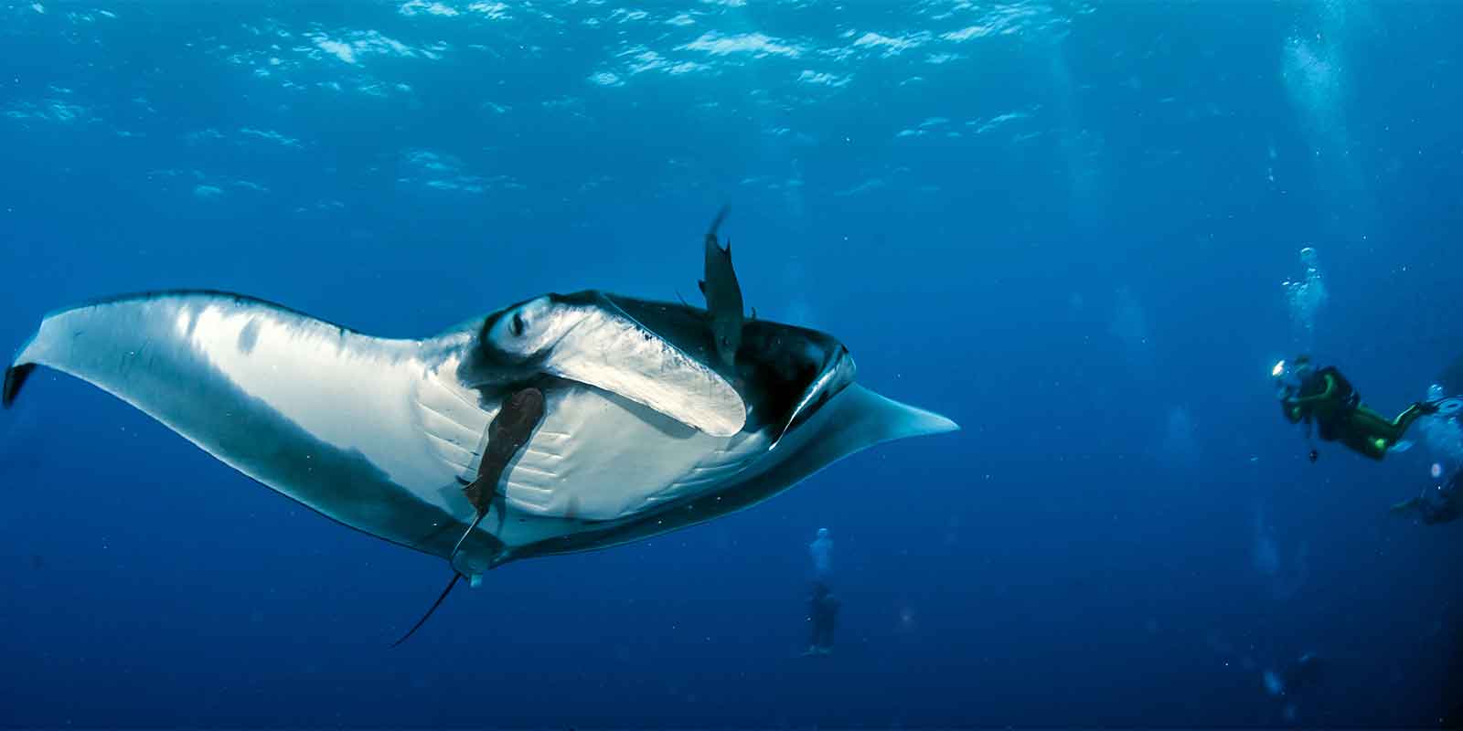 Manta ray in Socorro, Mexico
