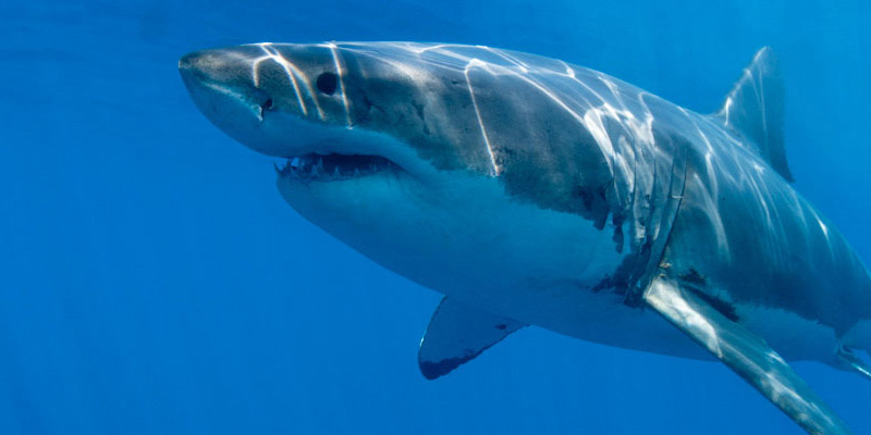 Great white shark in Isla Guadalupe, Mexico.