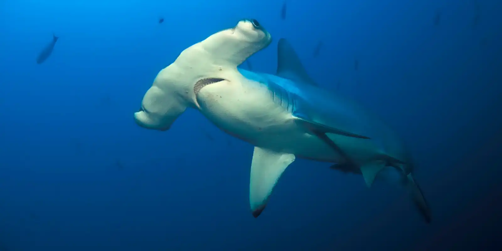 Hammerhead shark in Indonesia.