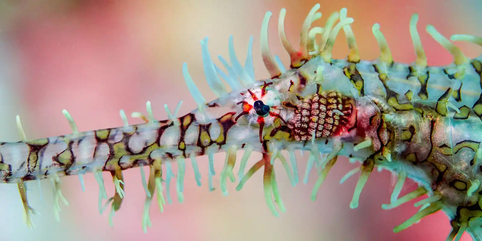 Ornate ghost pipefish in Lembeh, Indonesia.