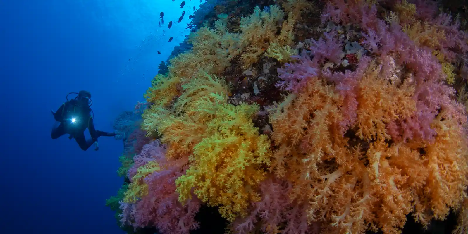 Diver exploring the coral walls in the Philippines.