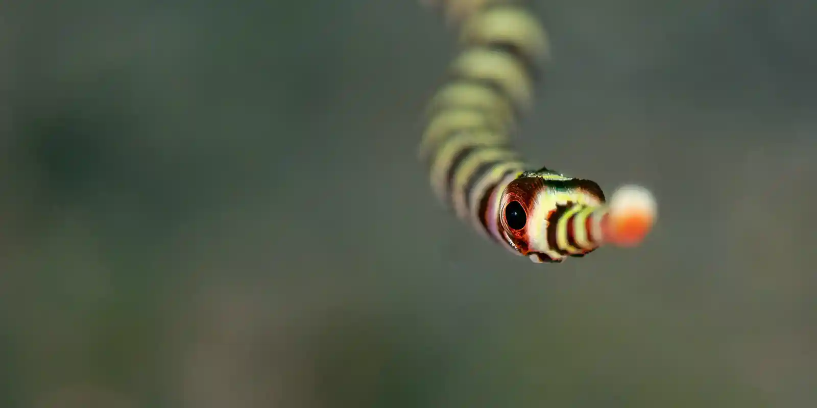 Curious pipefish in the Philippines.