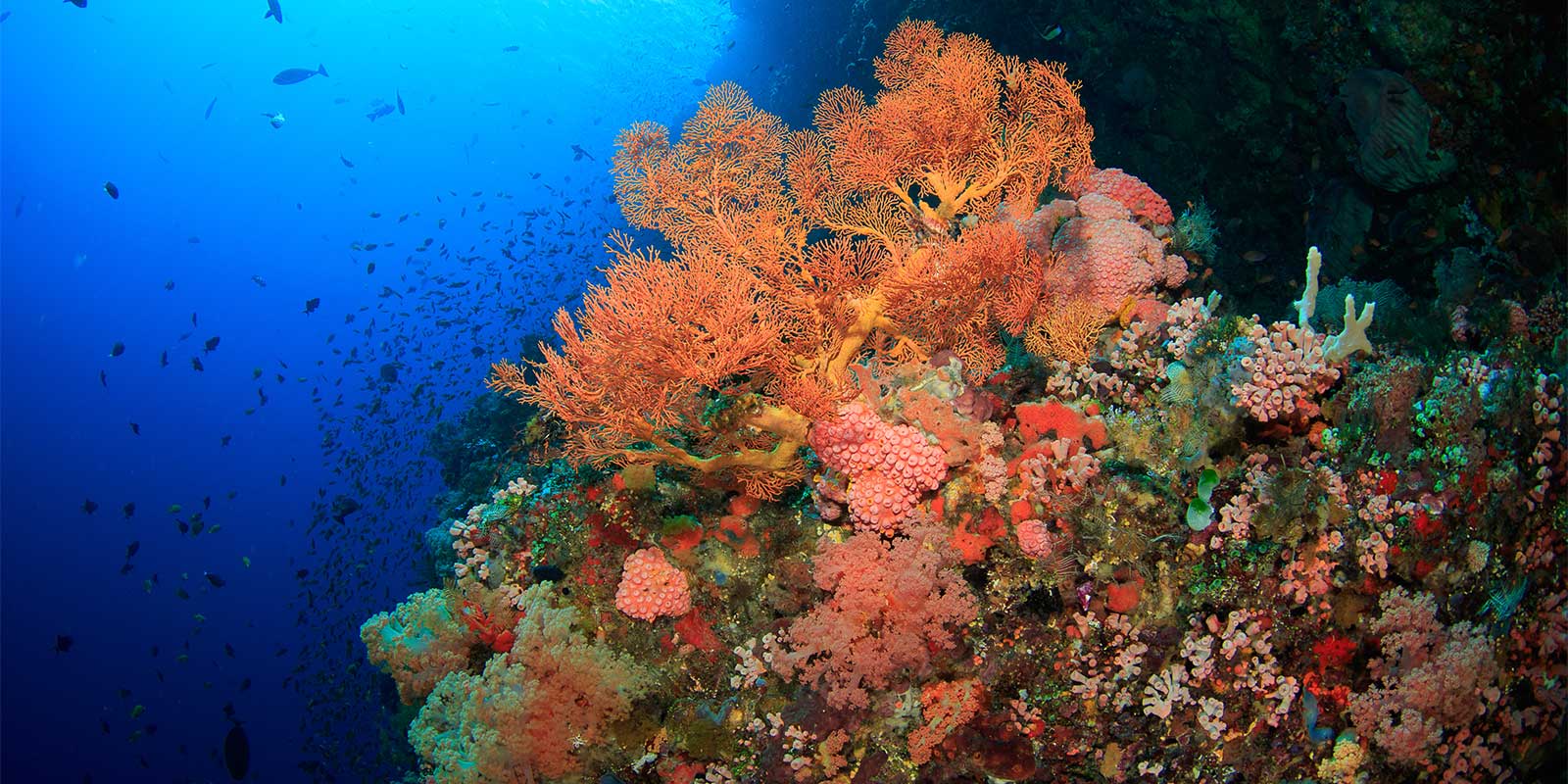 Coral reef in Alor, Indonesia