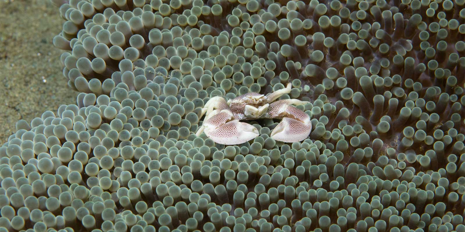 Porcelain crab in Ambon, Indonesia