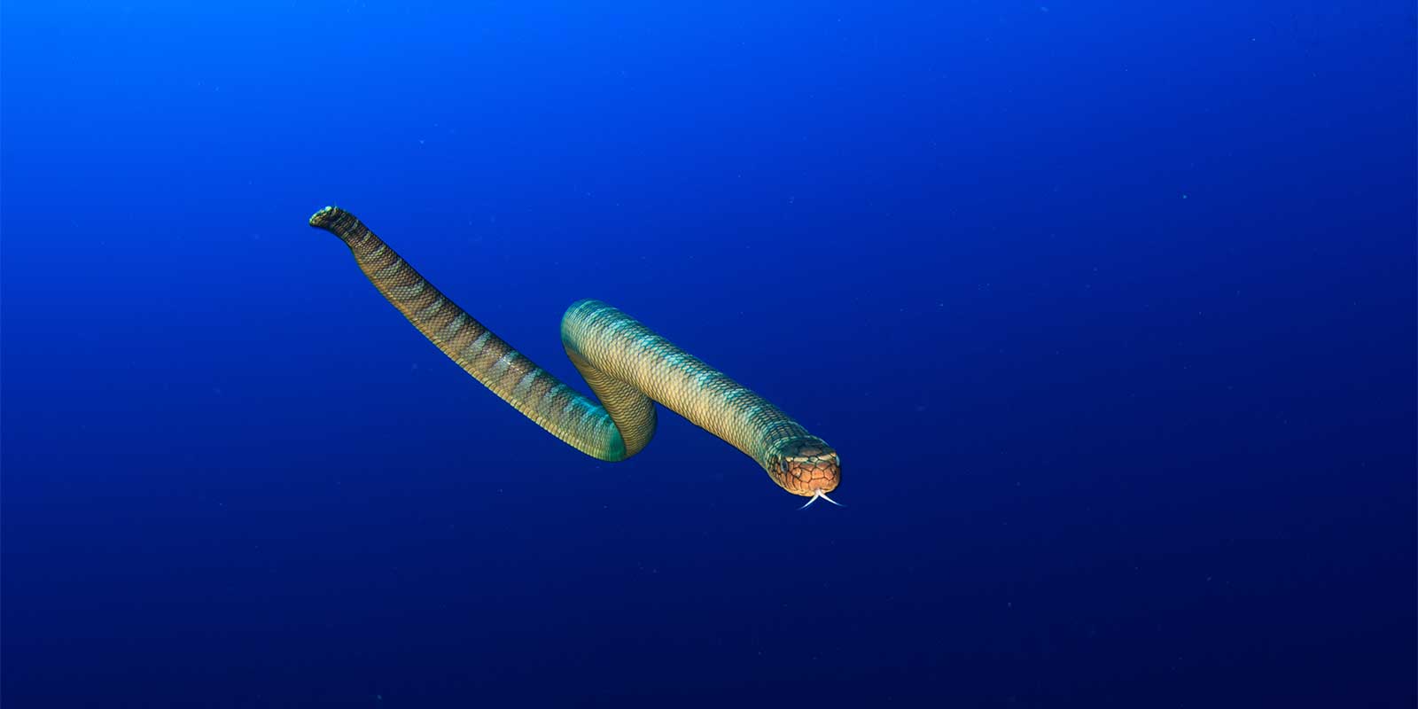 Banda Sea snake in Indonesia