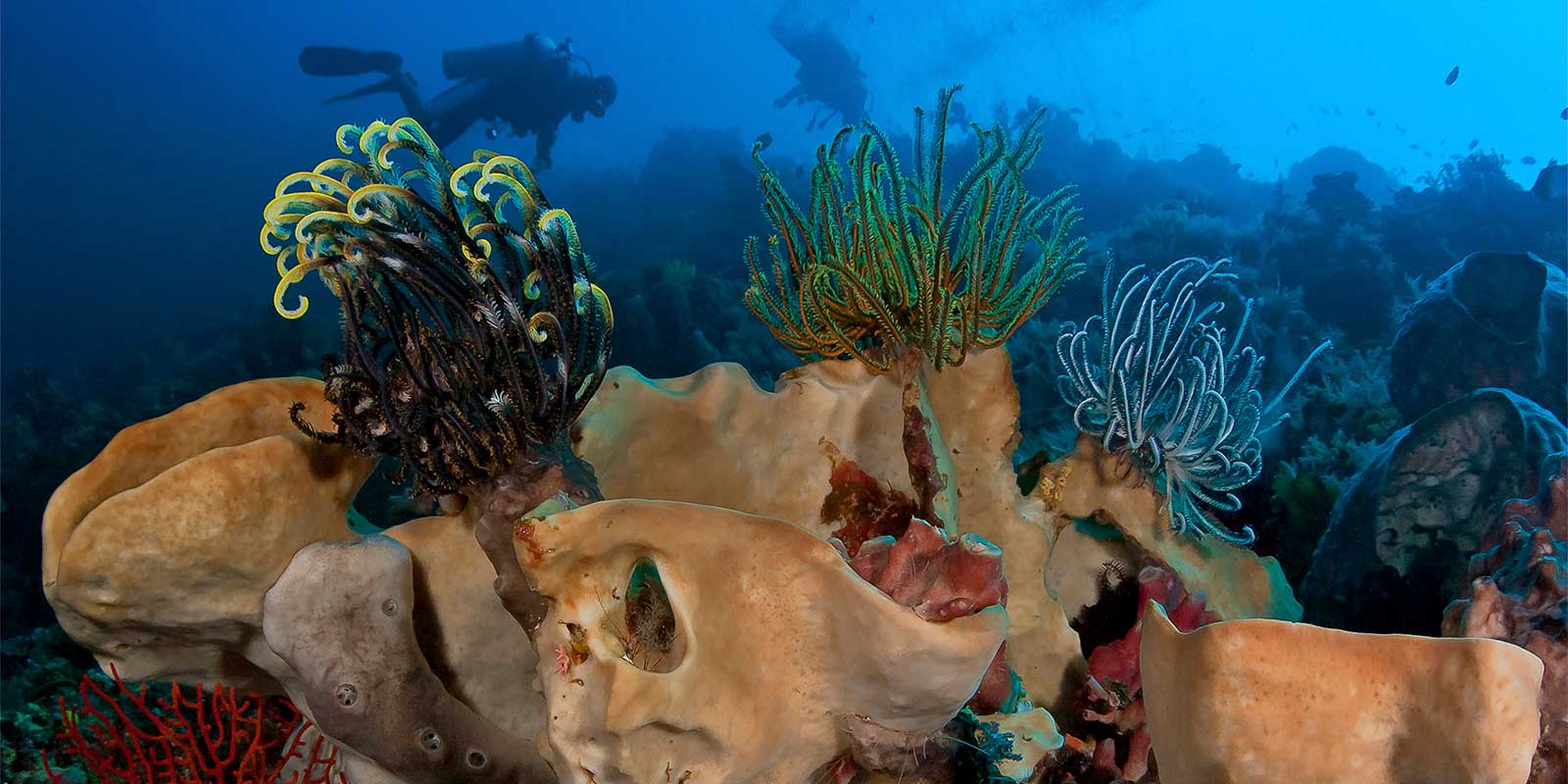 Colourful crinoids and barrel sponges in Indonesia