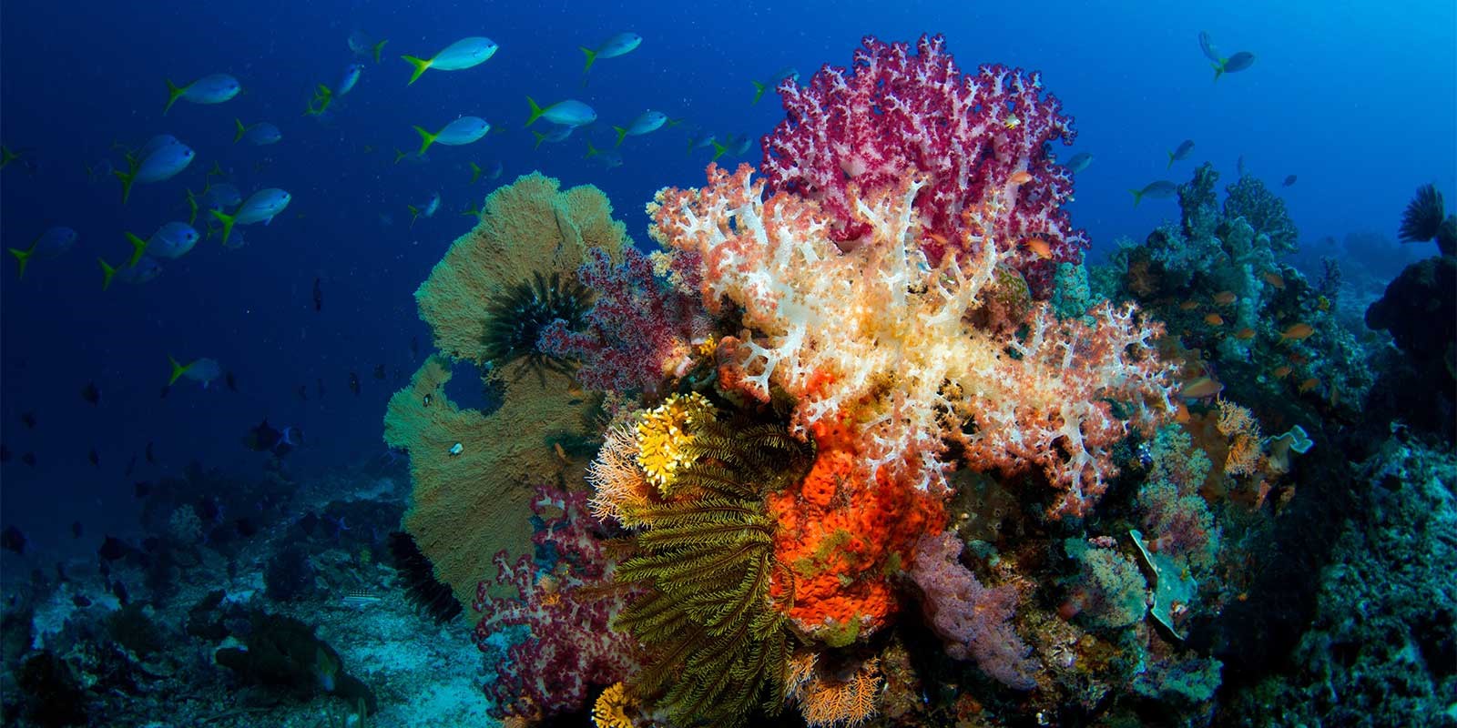 Coral reef in Halmahera, Indonesia