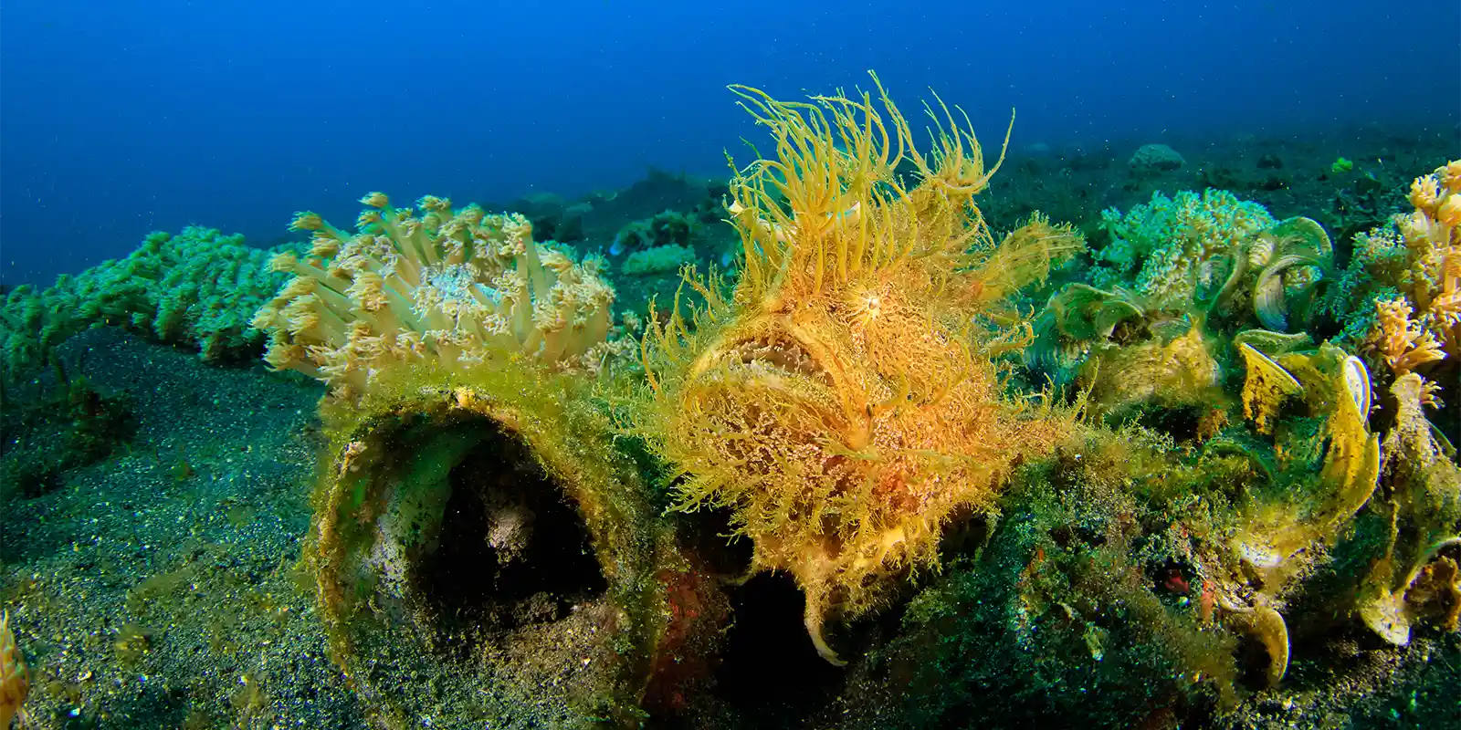 Hairy frogfish in Lembeh, Indonesia