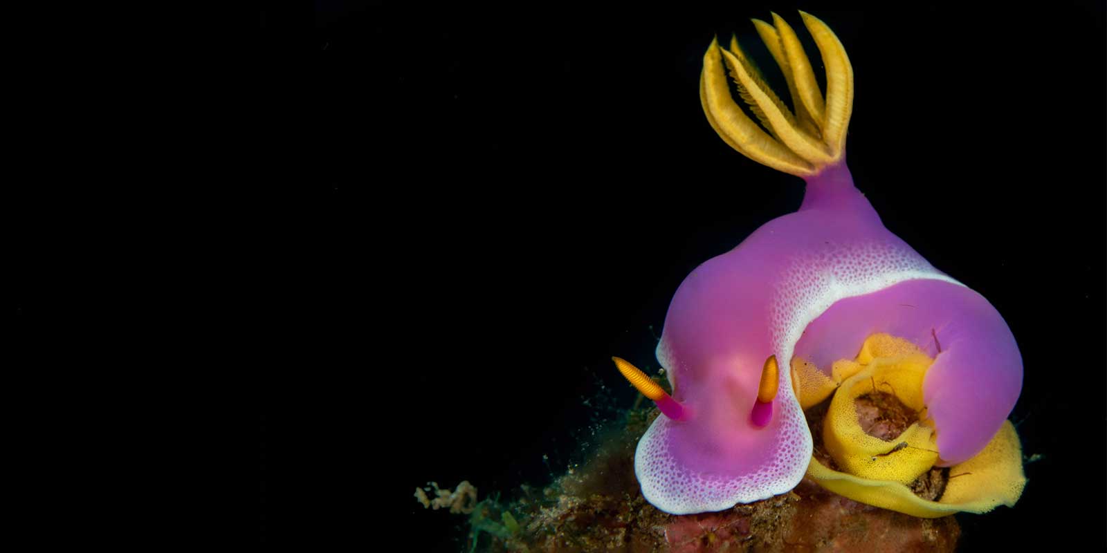 Nudibranch in Lembeh, Indonesia
