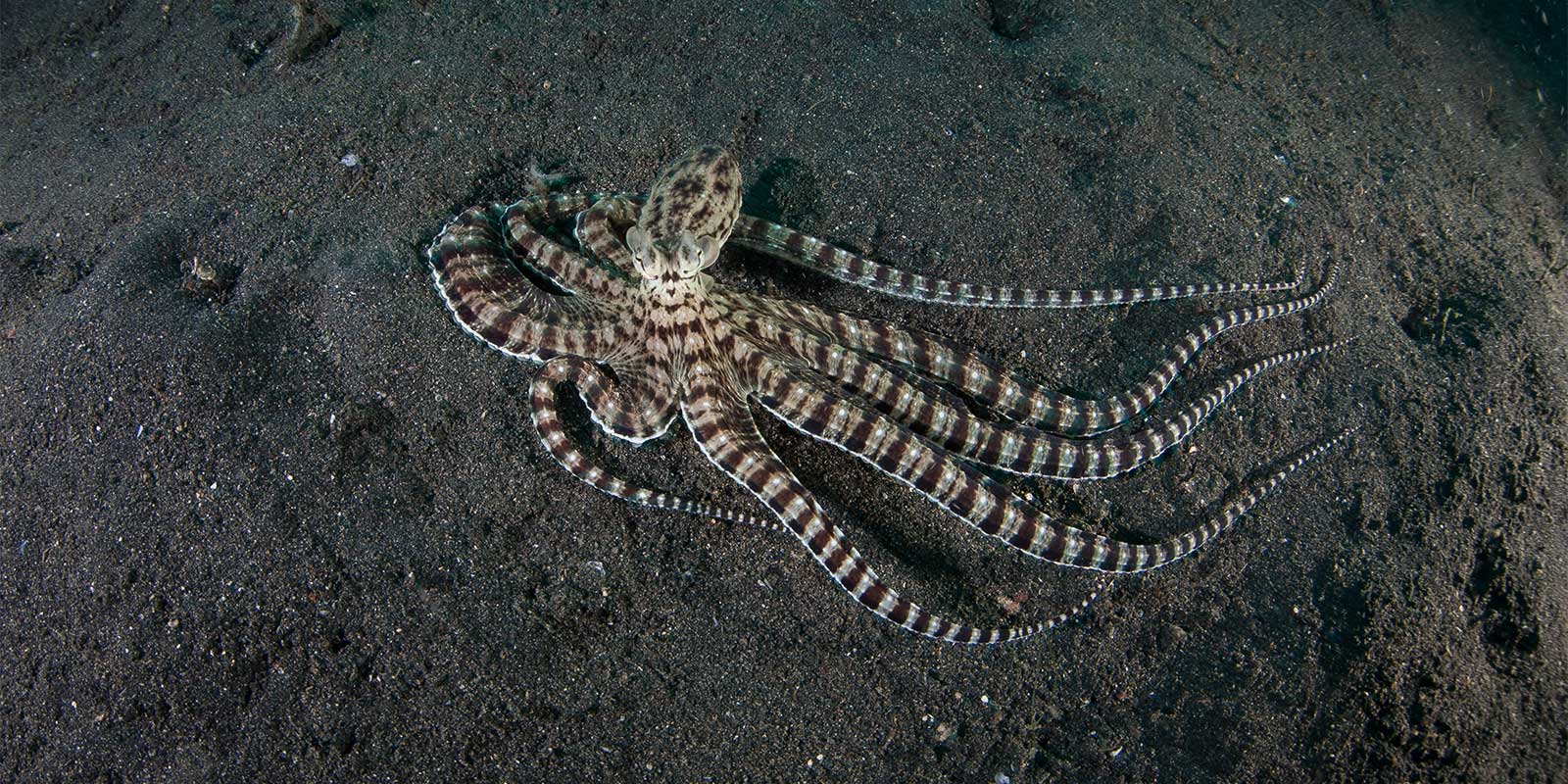 Mimic octopus in Lembeh Strait, Indonesia
