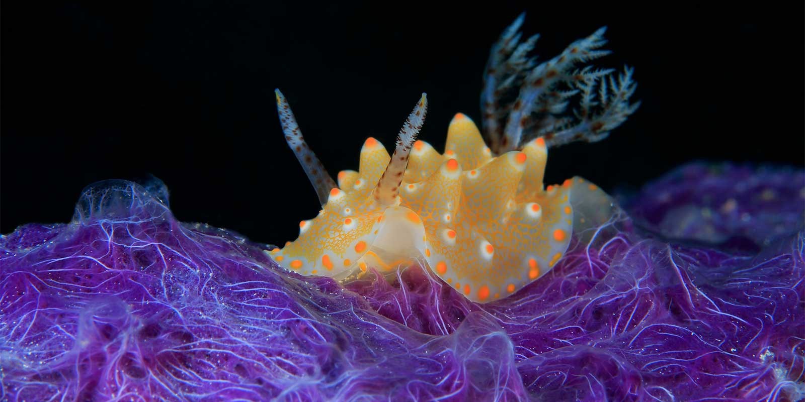 Nudibranch in the Philippines