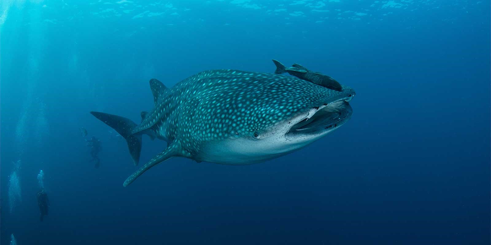 Whale shark in the Similian Islands, Thailand