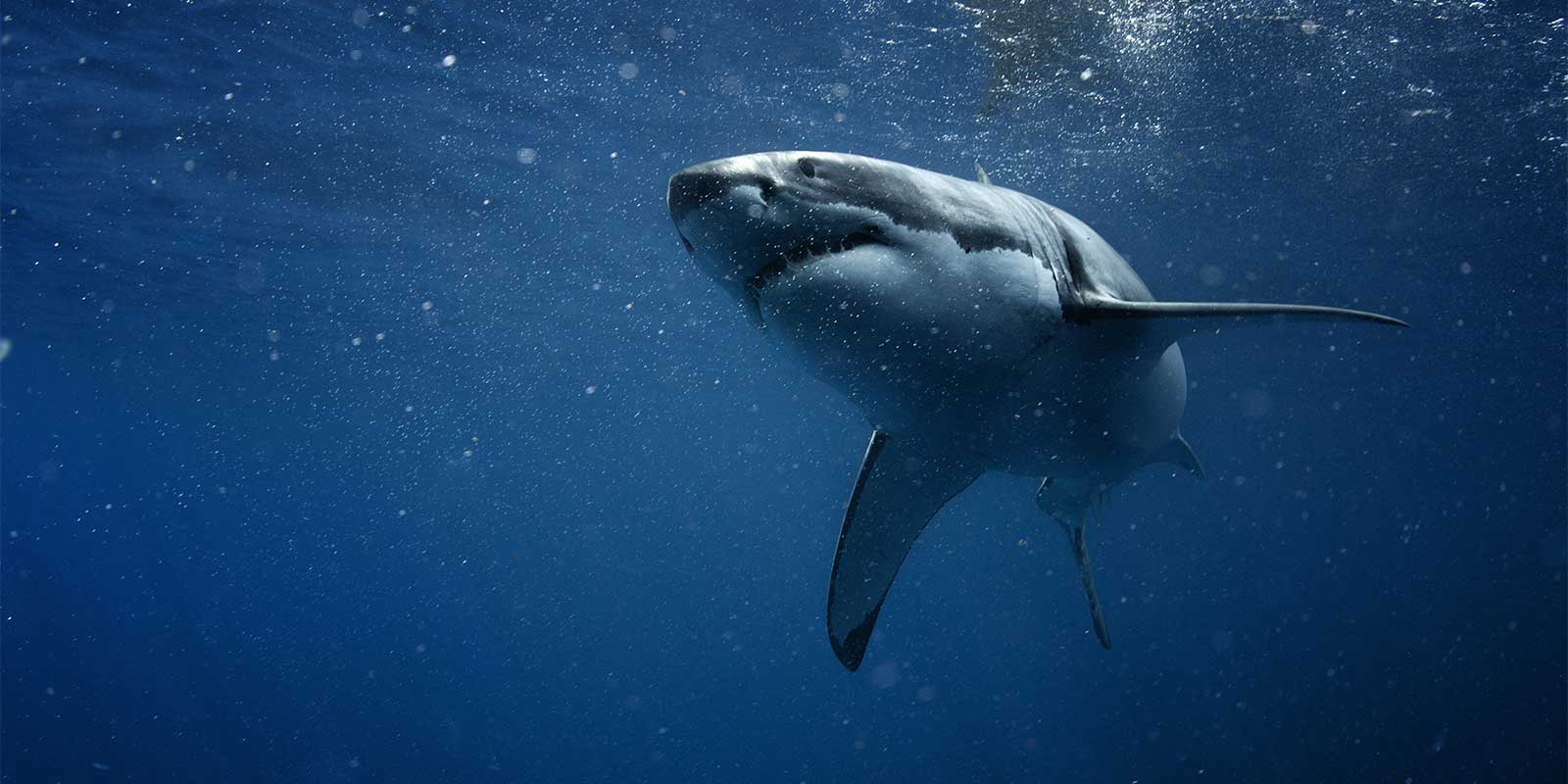 Great white shark in Neptune Islands, South Australia