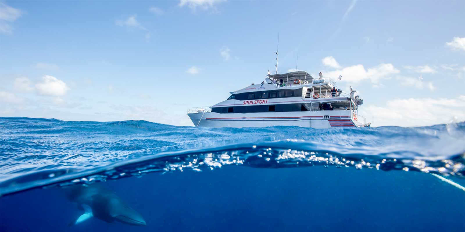 Mike Ball's Spoilsport liveaboard and minke whale in Queensland, Australia.