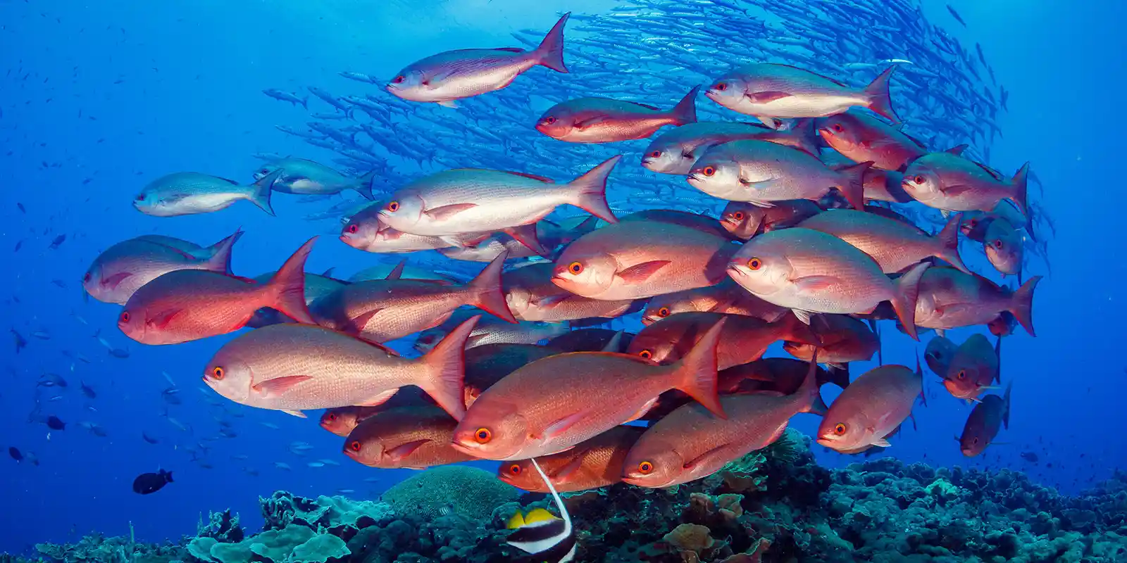 Joelle's Reef in Walindi, Papua New Guinea