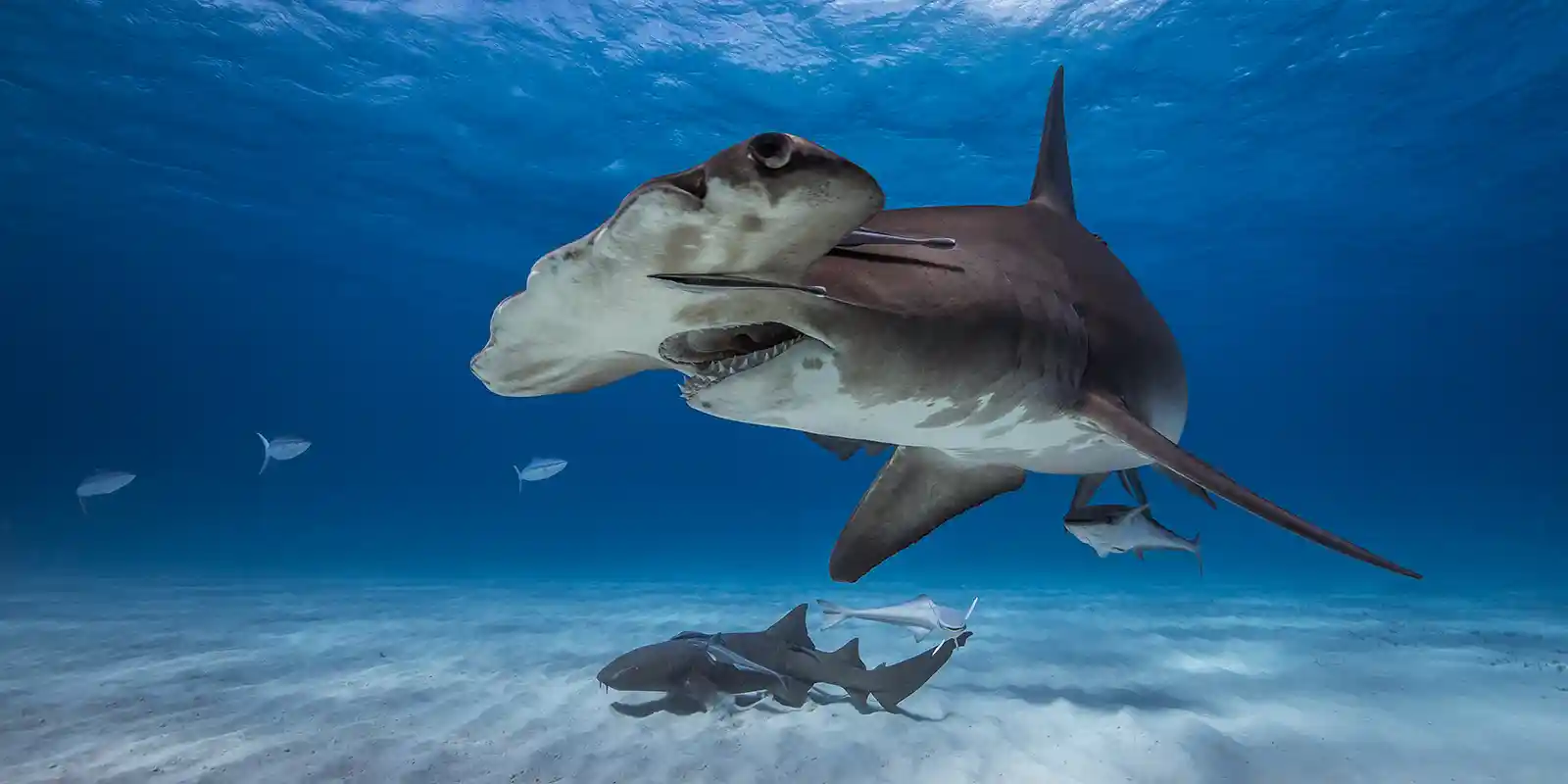 Great hammerhead in Bimini, the Bahamas