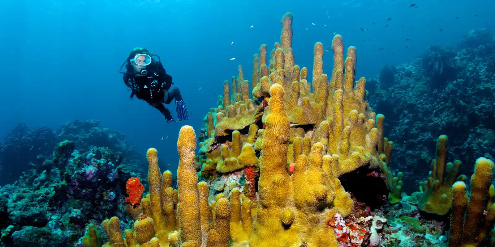 Diver by a pillar coral in Anse Chastanet, St Lucia, Caribbean.