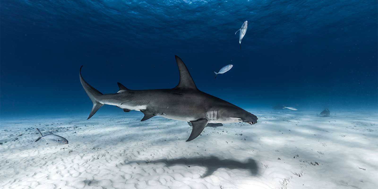 Great hammerhead shark in Bimini, Bahamas.