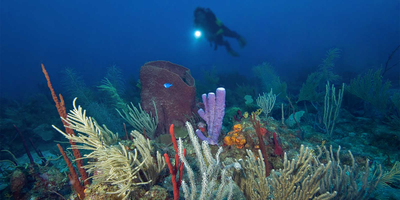 Coral reef in Saba, the Caribbean