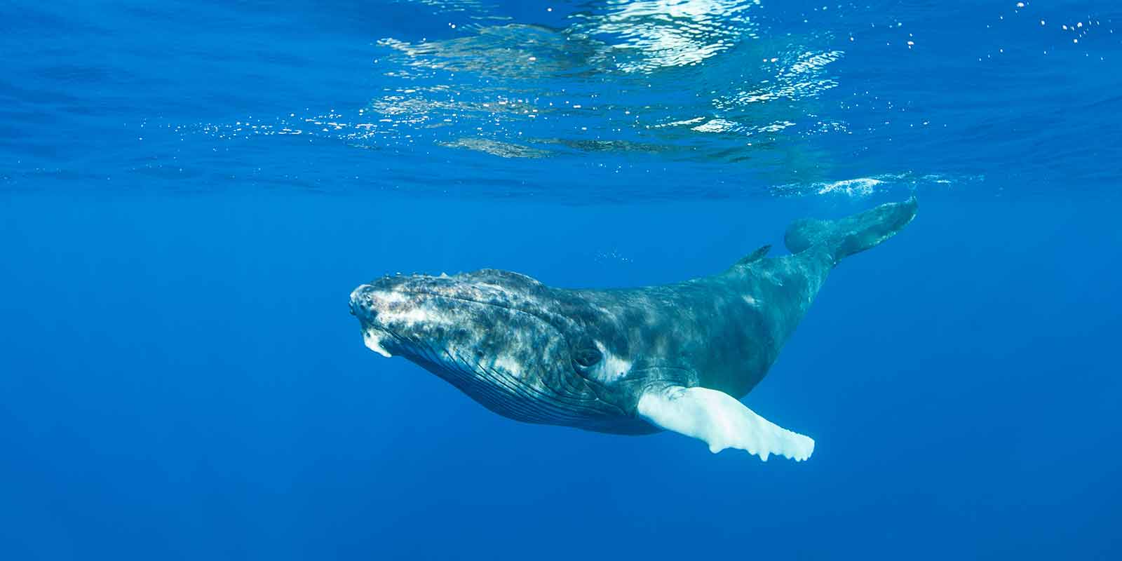 Humpback whale in Grand Turk