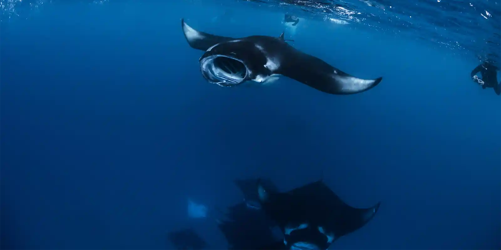 Manta ray & snorkellers in Hanifaru Bay, the Maldives