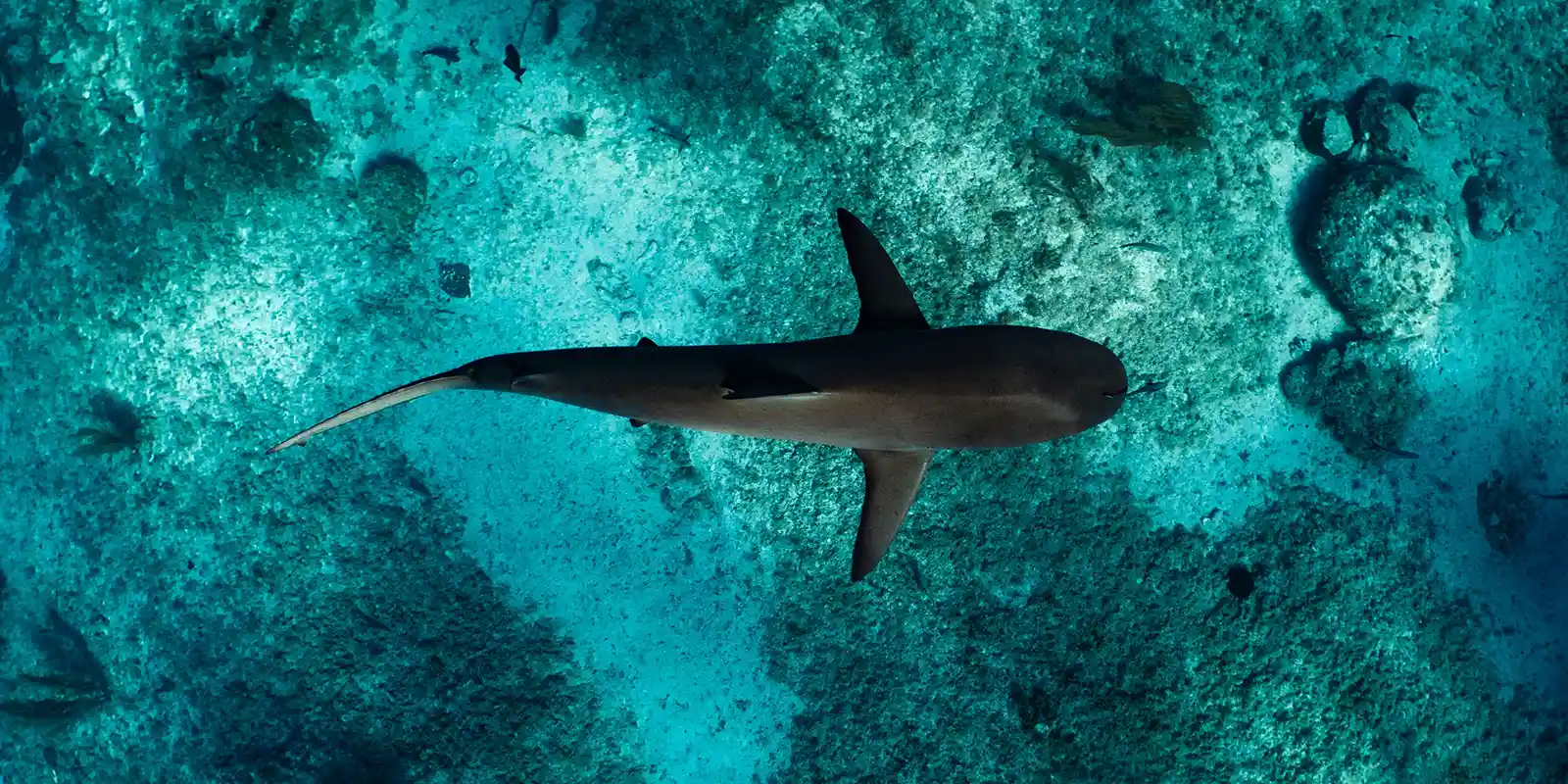 Shark in the Maldives