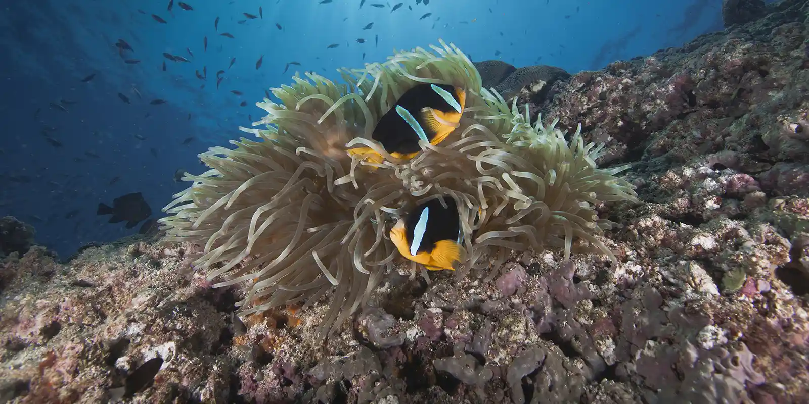 Clark's anemonefish in the Daymaniyat Islands, Oman