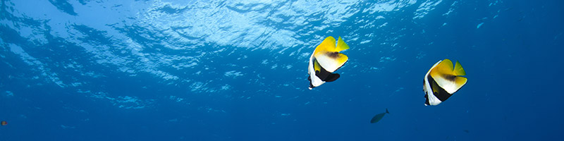 A pair of banner fish viewed from below.