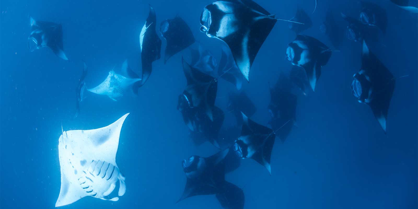 Manta rays in Hanifaru Bay, Maldives