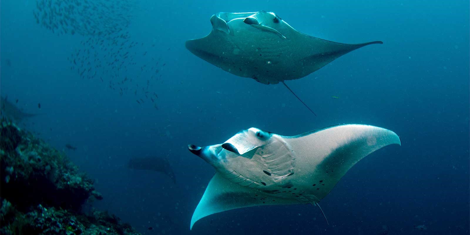 Manta ray in the Maldives