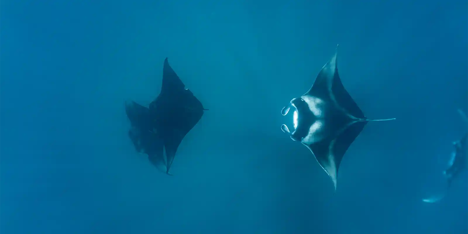 Manta ray in Hanifaru Bay, the Maldives.