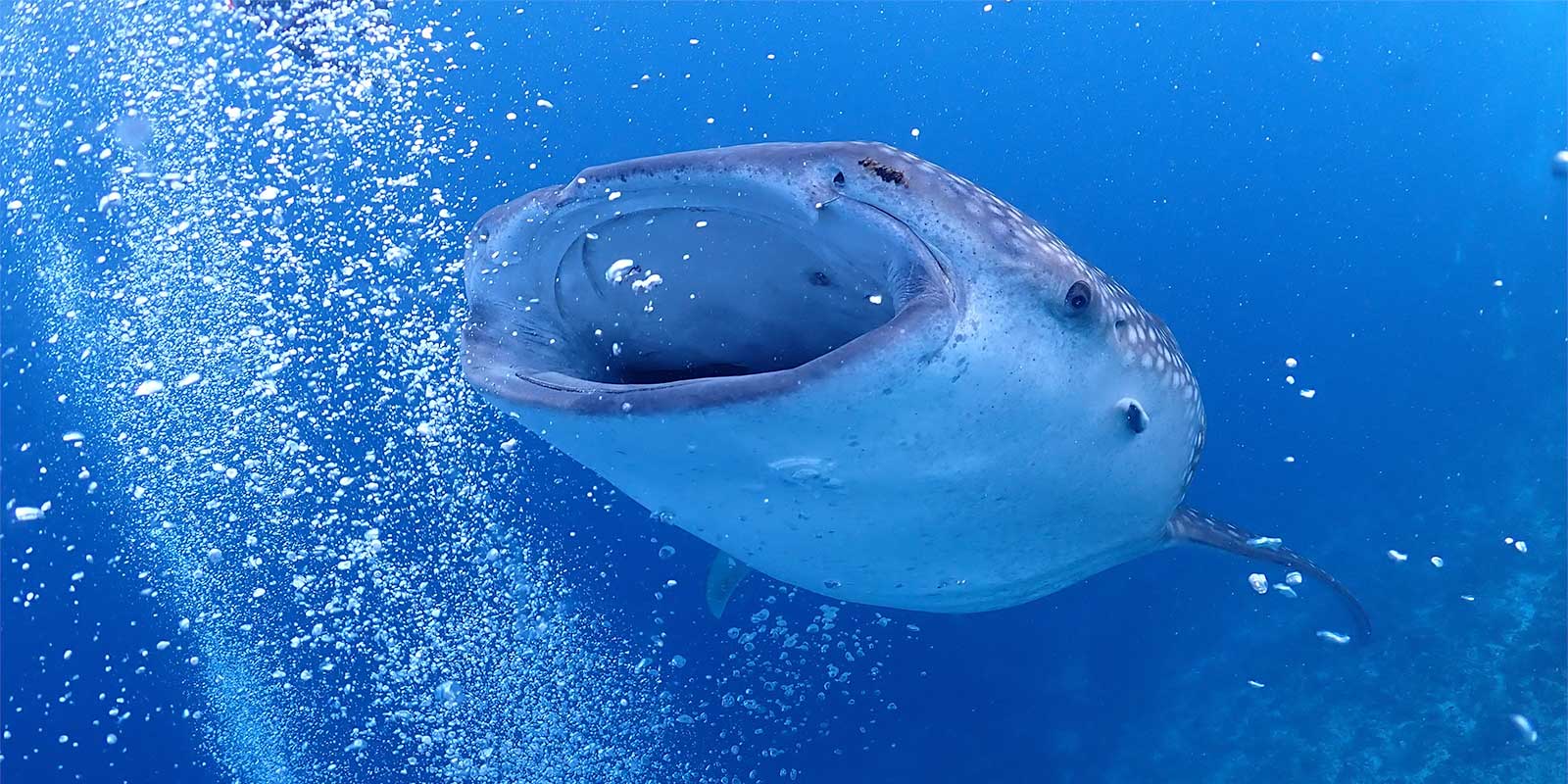 Whale shark at Dhigurah, Maldives