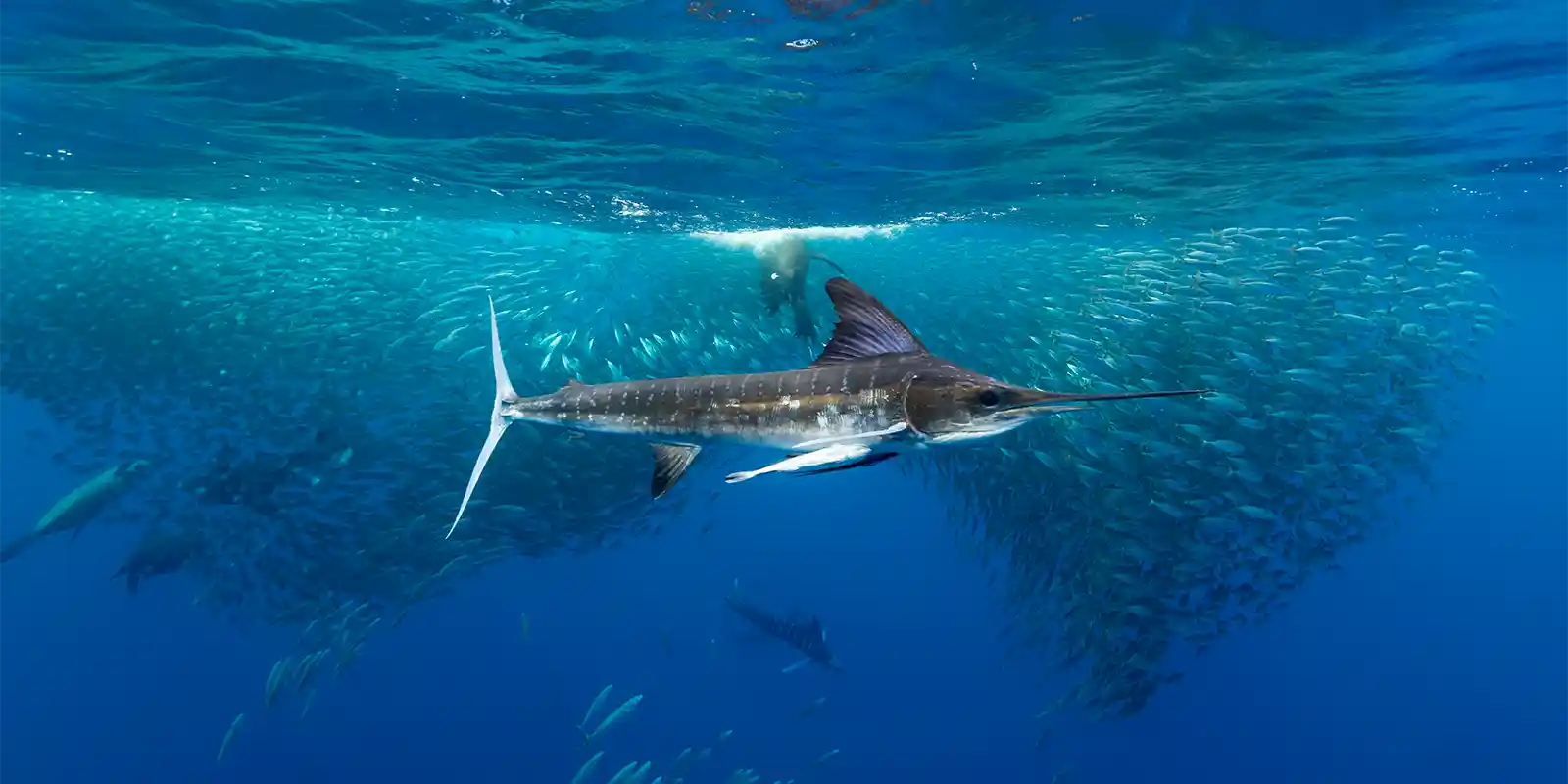 Striped marlin & sea lion in Magdalena Bay, Mexico