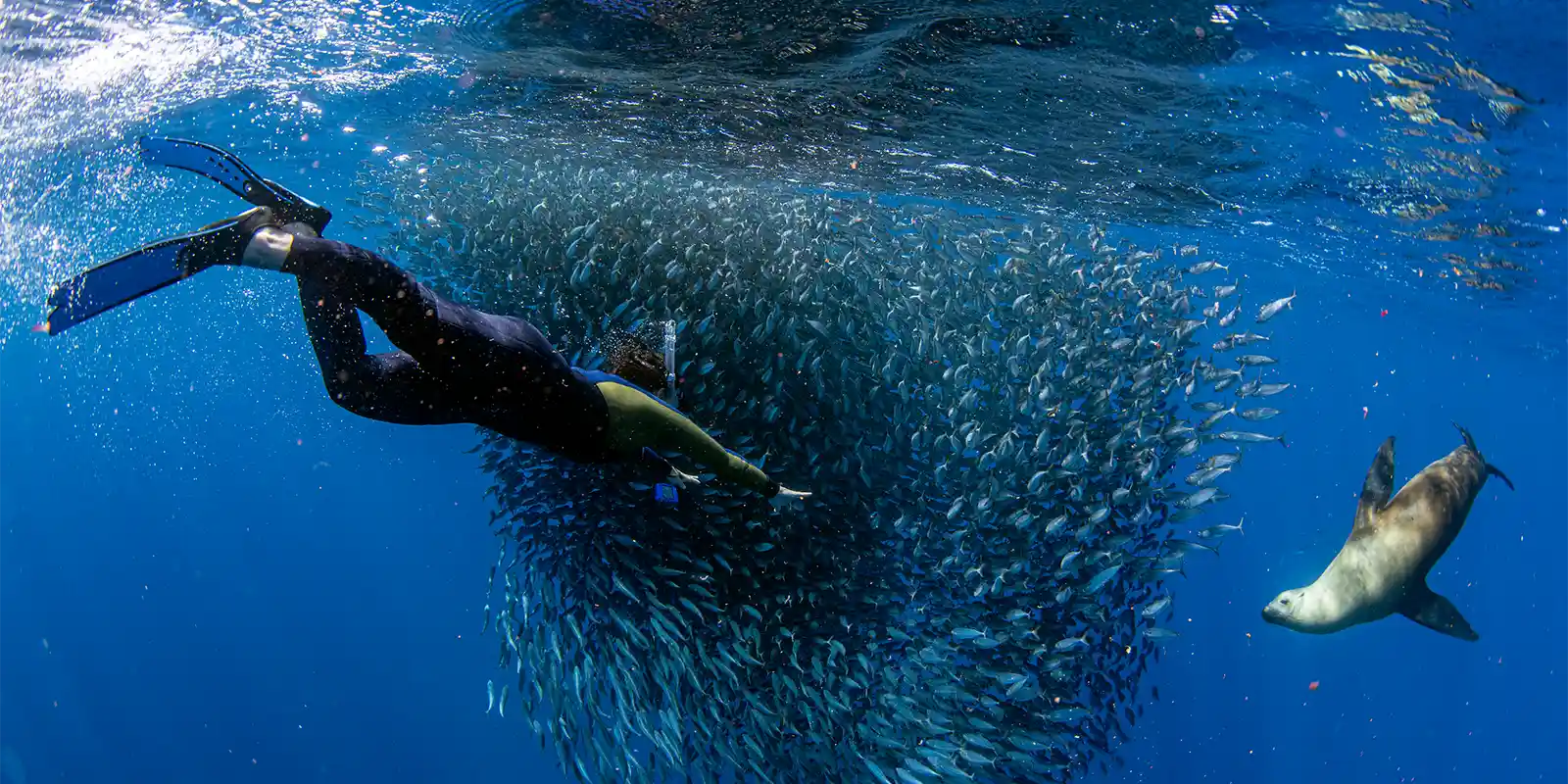 Striped marlin, sea lion & diver in Magdalena Bay, Mexico
