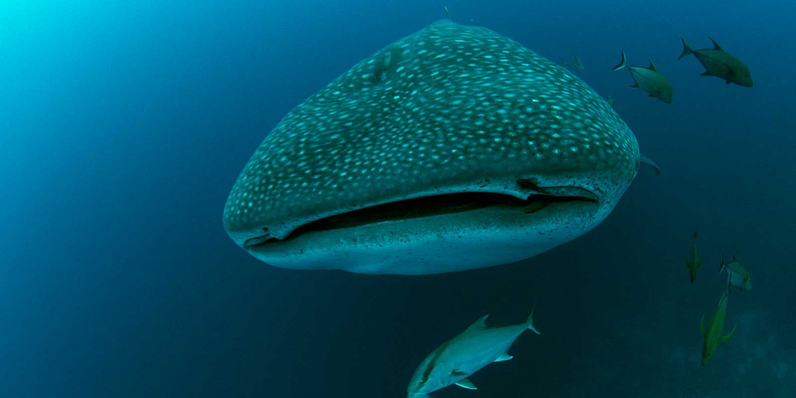 Whale shark in the Galapagos Islands.